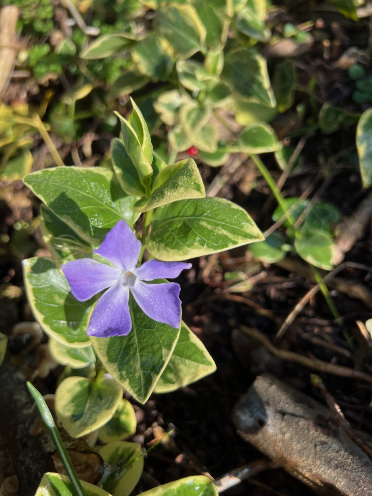 Periwinkle