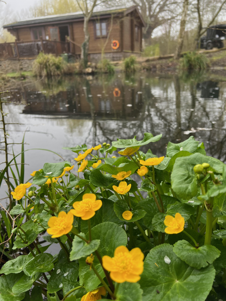 Marsh marigolds
